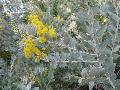 Pearl Acacia  / Acacia podalyriifolia